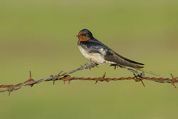 Jaskółka dymówka (Hirundo rustica)