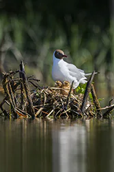 Black-headed Gull (Larus ridibundus)