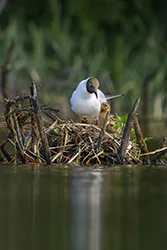 Black-headed Gull (Larus ridibundus)