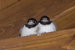 Jaskółka dymówka (Hirundo rustica)
