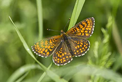 Heath Fritillary (Melitaea athalia)