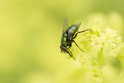 Common Greenbottle (Lucilia caesar)