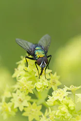 Common Greenbottle (Lucilia caesar)