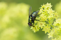 Common Greenbottle (Lucilia caesar)
