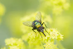 Common Greenbottle (Lucilia caesar)