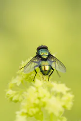 Common Greenbottle (Lucilia caesar)