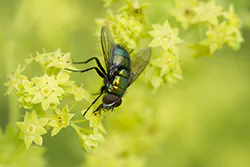 Common Greenbottle (Lucilia caesar)