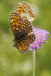 Heath Fritillary (Melitaea athalia)