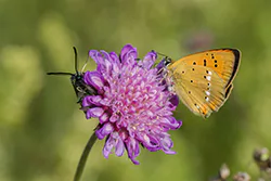 Czerwończyk dukacik (Lycaena virgaureae)