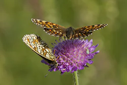 Heath Fritillary (Melitaea athalia)