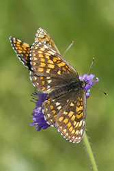 Heath Fritillary (Melitaea athalia)