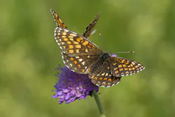 Heath Fritillary (Melitaea athalia)