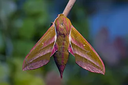 Elephant Hawk Moth (Deilephila elpenor)
