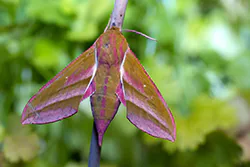 Elephant Hawk Moth (Deilephila elpenor)