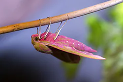 Elephant Hawk Moth (Deilephila elpenor)