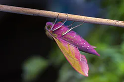 Elephant Hawk Moth (Deilephila elpenor)