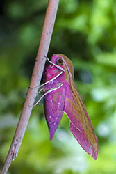 Elephant Hawk Moth (Deilephila elpenor)