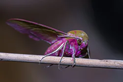 Elephant Hawk Moth (Deilephila elpenor)
