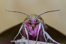 Elephant Hawk Moth (Deilephila elpenor)