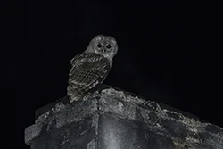 Puszczyk (Strix aluco)