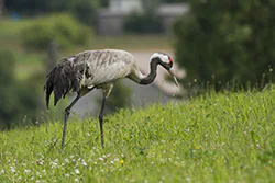 Żuraw (Grus grus)
