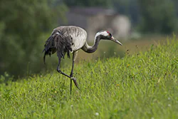 Żuraw (Grus grus)