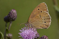 Przestrojnik trawnik (Aphantopus hyperantus)