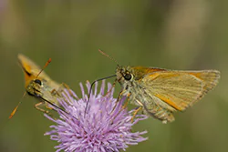 Karłątek leśny (Thymelicus sylvestris)