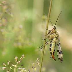 Wojsiłka pospolita (Panorpa communis)