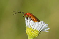 Common Red Soldier Beetle (Rhagonycha fulva)