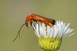 Common Red Soldier Beetle (Rhagonycha fulva)