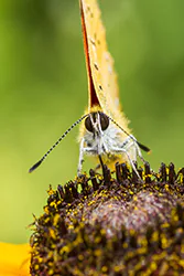 Czerwończyk dukacik (Lycaena virgaureae)