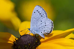 Holly Blue (Celastrina argiolus)