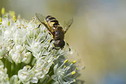Drone Fly (Eristalis tenax)
