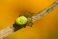 Cucumber Green Sspider (Araniella cucurbitina)