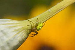 Cucumber Green Sspider (Araniella cucurbitina)