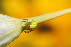 Cucumber Green Sspider (Araniella cucurbitina)