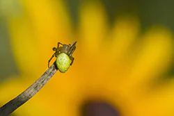 Cucumber Green Sspider (Araniella cucurbitina)