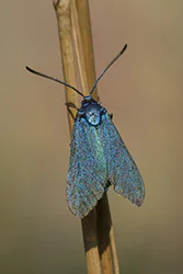 Lśniak szmaragdek (Adscita statices)
