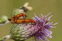 Common Red Soldier Beetle (Rhagonycha fulva)