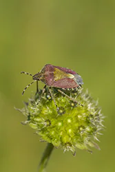 Sloe Bug (Dolycoris baccarum)