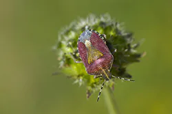 Sloe Bug (Dolycoris baccarum)
