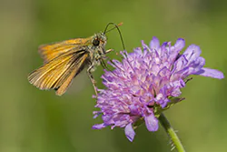 Karłątek leśny (Thymelicus sylvestris)