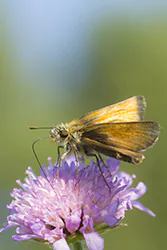 Karłątek leśny (Thymelicus sylvestris)