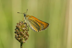 Karłątek leśny (Thymelicus sylvestris)