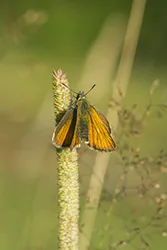 Karłątek leśny (Thymelicus sylvestris)