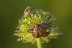 Sloe Bug (Dolycoris baccarum)