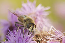 Drone Fly (Eristalis tenax)