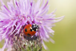 Seven-spot Ladybird (Coccinella septempunctata)