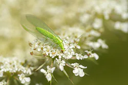 Common Green Lacewing (Chrysoperla carnea)